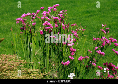 Limonium sinuatum 'Rosa uccelli' Foto Stock