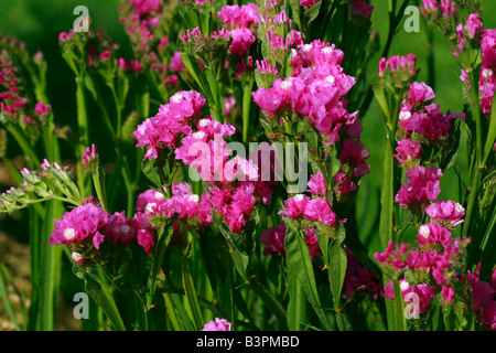 Limonium sinuatum 'Rosa uccelli' Foto Stock