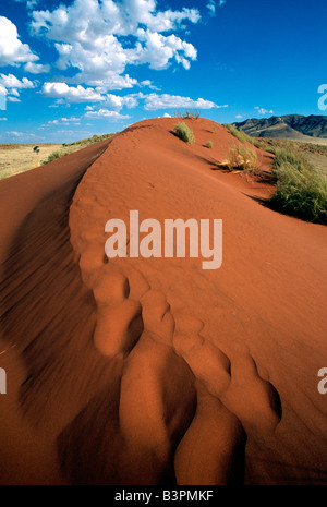 Le tracce nella sabbia, Tok Tokkie Trail, Namib Desert, NamibRand Riserva Naturale, Namibia, Africa Foto Stock