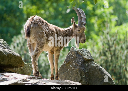 Siberian stambecco (Capra ibex sibirica) in Zoo di Berlino, Berlino, Germania, Europa Foto Stock
