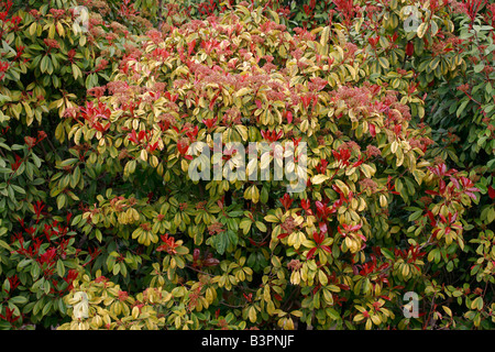 Photinia glabra "rubens" Foto Stock