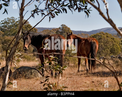 Brumbies cavalli selvaggi montagne innevate del Nuovo Galles del Sud Australia Foto Stock