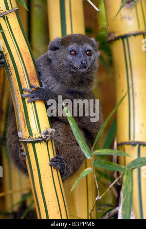Minore orientale Bamboo Lemur (Hapalemur griseus), adulto, sul bambù, Madagascar Foto Stock