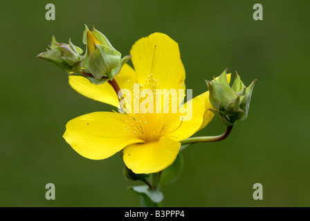 Grande St-John's Wort o di Gerusalemme a stella (Hypericum calycinum), fiore giallo Foto Stock