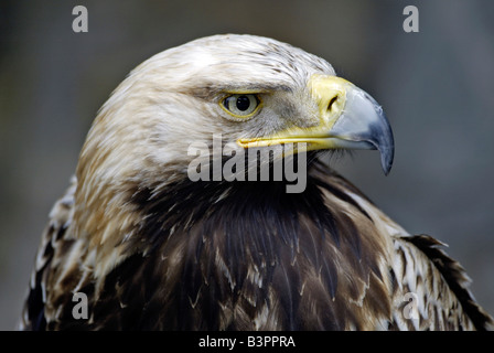 Spanish Imperial Eagle, aquila imperiale iberica o Adalberto's Eagle (Aquila adalberti), sottospecie spagnolo, adulto, ritratto Foto Stock