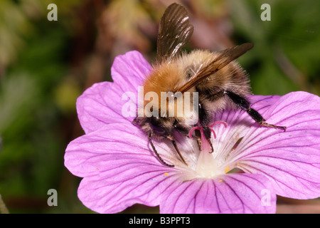 Carda comune Bumble Bee Bombus pascuorum sondare un giardino geranio con il suo apparato boccale REGNO UNITO Foto Stock