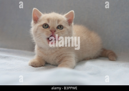 Gattino, Casrthusian (Silvestris spec interno). Foto Stock