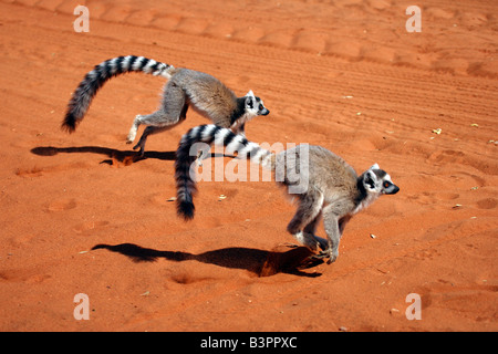 Anello-tailed lemuri (Lemur catta), Adulto, esecuzione Berenty Game Reserve, Madagascar, Africa Foto Stock