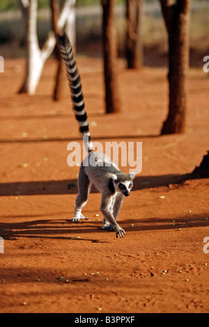 Anello-tailed Lemur (Lemur catta), Adulto, esecuzione Berenty Game Reserve, Madagascar, Africa Foto Stock
