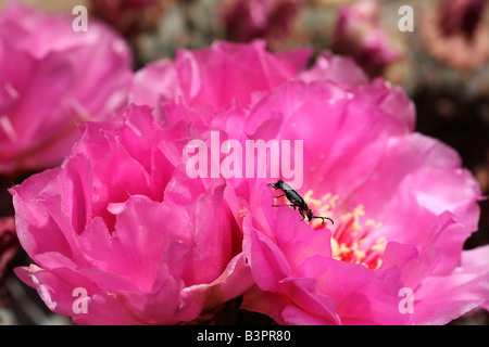 Rosa coda di castoro flowering Cactus (Opuntia basilaris) con un curculione, California, USA, America del Nord Foto Stock