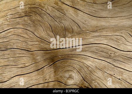 Disegno superficiale sul legno deriva, radice, Pacific Coast, Prince William Sound, Chugach National Forest, Alaska, STATI UNITI D'AMERICA Foto Stock