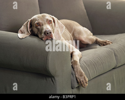 Weimaraner. Adulto sdraiato su un lettino. Germania Foto Stock