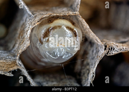 Larva della carta comune wasp (Polistes humilis) in una cellula di un nido fatto da un tipo di carta prodotta da vespe masticare il legno Foto Stock