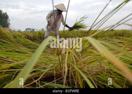 Raccolta del riso in Vietnam il delta del Mekong produce quasi la metà del Vietnam s riso Foto Stock