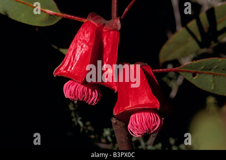 Fiore e seedpod, eucalipto, Australia Foto Stock