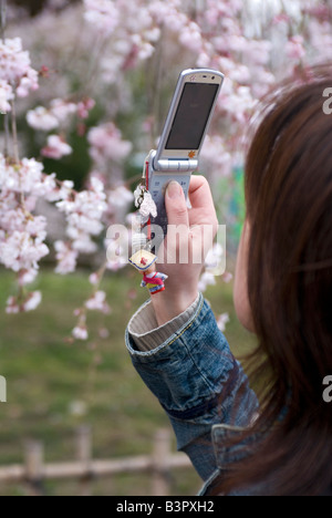 Ragazza con un telefono cellulare fotocamera per fotografare fiori ciliegio al Parco Maruyama a Kyoto Foto Stock