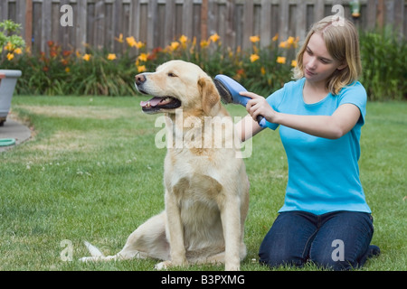 Teen girl toelettatura del suo cane Foto Stock