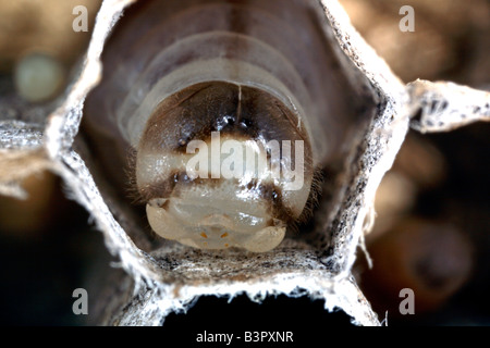 Larva della carta comune wasp (Polistes humilis) in una cellula di un nido fatto da un tipo di carta prodotta da vespe masticare il legno Foto Stock