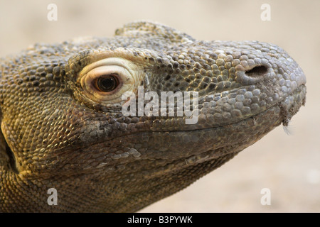 Drago di Komodo Foto Stock