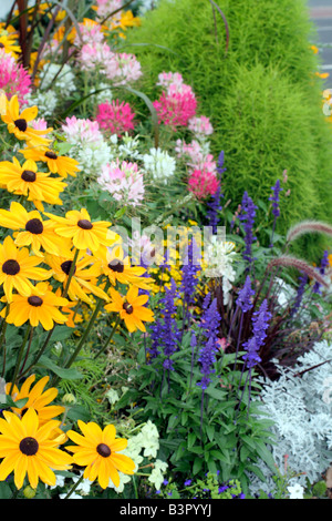 SALVIA FARINACEA CLEOME HASSLERIANA E RUDBECKIA HIRTA estate indiana a BARNEVILLE CARTERET MANCHE 50 Foto Stock