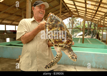 Fratello re detiene e adulto hawksbill tartaruga di mare al suo santuario Foto Stock