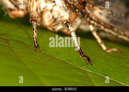 Smerigliatrice rasoio cicala (Henicopsaltria eydouxii), mostrando tarsale artigli, chiamato anche ungues, che si utilizza per la presa sulle piante. Foto Stock