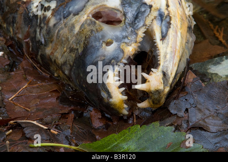 Un salmone morto marcisce in una foresta Foto Stock