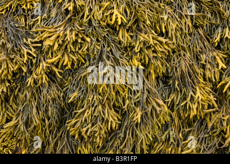 Incanalate Wrack (Pelvetia canaliculata) Foto Stock