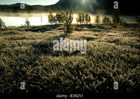 Sunrise e primo autunno frost a Fokstumyra riserva naturale a Dovrefjell, Dovre kommune, Norvegia. Foto Stock