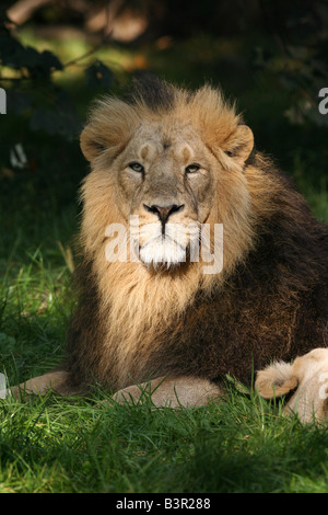 Leone asiatico maschio nella luce solare Foto Stock