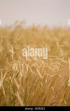 Un campo aperto di orzo selvatico al vento con nessun altro oggetti per essere visto ad eccezione di un cielo chiaro in background Foto Stock