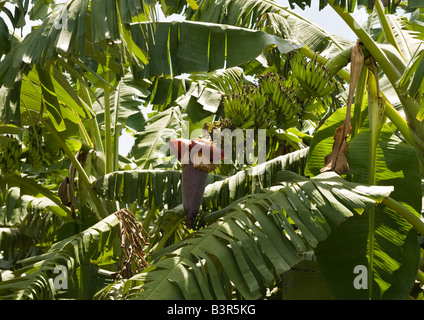 Lunga e strappato foglie di banano e grappoli pendenti di frutti con la sua attraente banana cuore crescente sul suo stelo dell'albero. Foto Stock