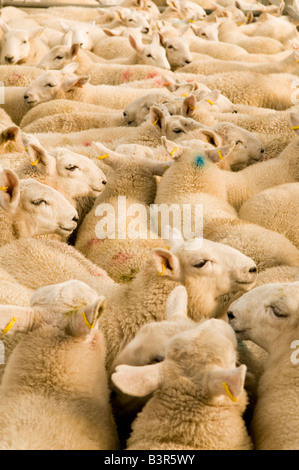 Vendita di molla Cheviot Agnelli a Dingwall Mart, Scozia Foto Stock