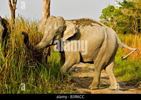 Elefante aggressivo attraversare una strada forestale nel parco nazionale di Kaziranga Foto Stock