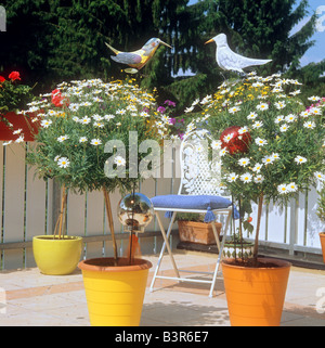 Diversi marguerites sul balcone / Argyranthemum frutescens Foto Stock