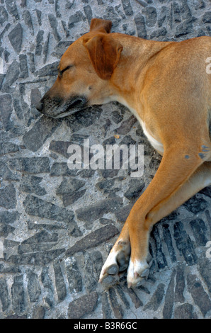 Un cane randagio dorme sul marciapiede in Fira Santorini Foto Stock