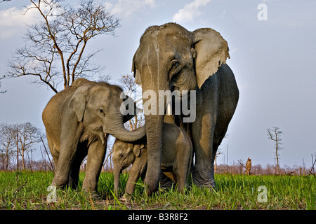 Bassa angolazione di una femmina di elefante asiatico con lei i vitelli nel parco nazionale di Kaziranga Foto Stock