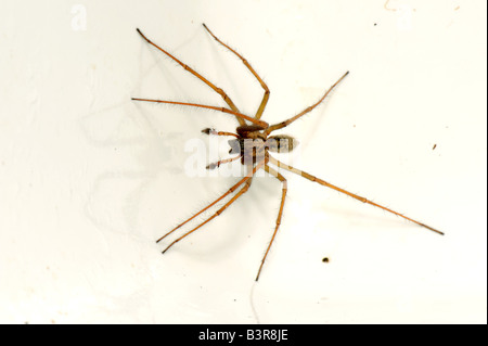 Casa maschio spider Tegenaria domestica intrappolato in un lavello da cucina in autunno Foto Stock