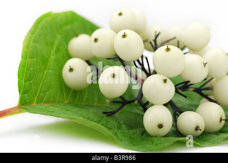 Bianco frutti selvatici sulla foglia verde Foto Stock