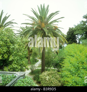 Isola Canarie Data Palm / Phoenix canariensis Foto Stock