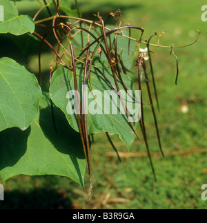 Catalpa meridionale - i frutti e le foglie / Catalpa bignonioides Foto Stock