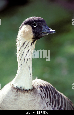 Nene Branta sandvicensis lo Zoo di Hogle Salt Lake City Utah Stati Uniti Luglio adulto captive Foto Stock