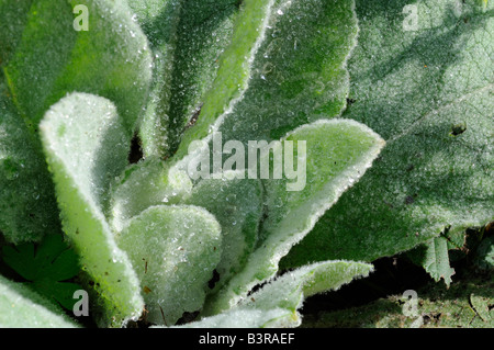 Grande Mullein - la Verga di Aronne Foto Stock