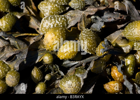 Wrack della vescica (Fucus vesiculosus) Foto Stock