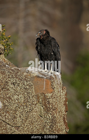 California Condor (Gymnogyps californianus) arroccato sulla scogliera - Utah - specie in via di estinzione Foto Stock