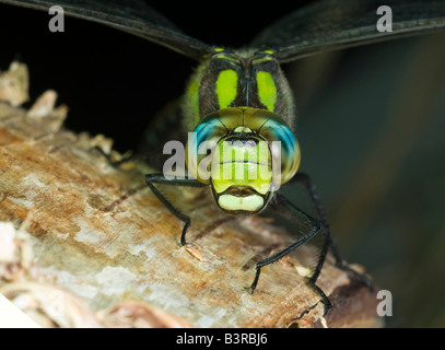 Dragonfly Southern hawker Aeshna cyanea. Sul tronco di albero nella foresta. Foto Stock