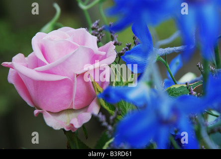 Fiori in mostra al bi annuale festival di Rose Lottum Limburgo, Paesi Bassi Foto Stock