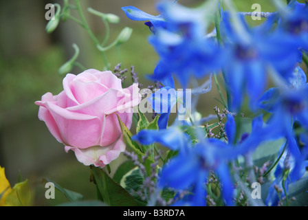 Fiori in mostra al bi annuale festival di Rose Lottum Limburgo, Paesi Bassi Foto Stock