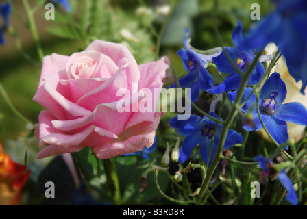 Fiori in mostra al bi annuale festival di Rose Lottum Limburgo, Paesi Bassi Foto Stock