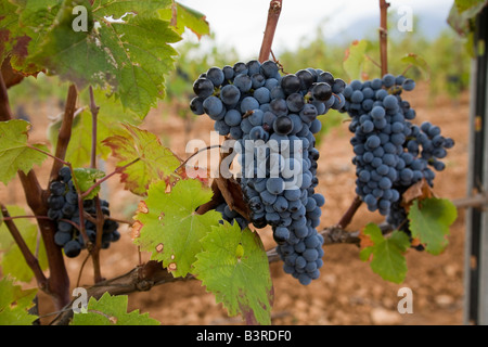 Vitigni e uva nera vicino a Ste Roseline vigneto, Arcs sur Argens Var, Francia. Posizione orizzontale .65879 uvetta Foto Stock